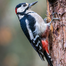 20220917-140606-Canon-EOS-R7-_-500-mm-_-1-400-Sek.-bei-f-71-_-ISO-1250