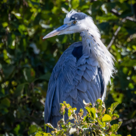 20220930-120159-Canon-EOS-R7-_-1000-mm-_-1-1250-Sek.-bei-f-14-_-ISO-3200