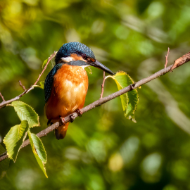 20220930-120943-Canon-EOS-R7-_-1000-mm-_-1-1250-Sek.-bei-f-14-_-ISO-1600