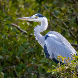 20220930-121321-Canon-EOS-R7-_-1000-mm-_-1-1250-Sek.-bei-f-14-_-ISO-6400