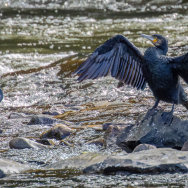 20220930-125610-Canon-EOS-R7-_-1000-mm-_-1-1250-Sek.-bei-f-14-_-ISO-6400