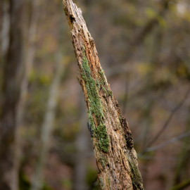 20221112-155124-Canon-EOS-R5-_-200-mm-_-1-50-Sek.-bei-f-28-_-ISO-100