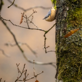 20221114-105315-Canon-EOS-R5-_-500-mm-_-1-400-Sek.-bei-f-71-_-ISO-6400