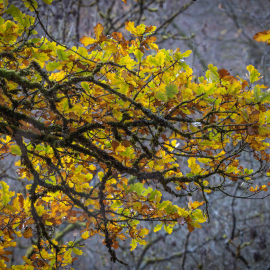 20221115-113513-Canon-EOS-R5-_-168-mm-_-1-80-Sek.-bei-f-80-_-ISO-400