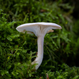 20221115-114827-Canon-EOS-R5-_-100-mm-_-1-50-Sek.-bei-f-80-_-ISO-400