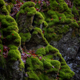 20221115-120821-Canon-EOS-R5-_-100-mm-_-1-20-Sek.-bei-f-16-_-ISO-400