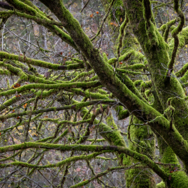 20221115-135151-Canon-EOS-R5-_-200-mm-_-13-Sek.-bei-f-16-_-ISO-100