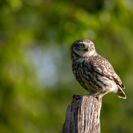 20230526-191307-Canon-EOS-R5-_-500-mm-_-1-200-Sek.-bei-f-71-_-ISO-160