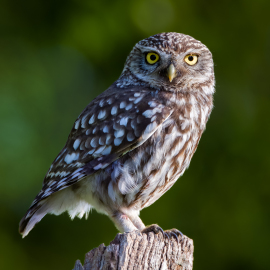 20230526-191737-Canon-EOS-R5-_-1000-mm-_-1-200-Sek.-bei-f-14-_-ISO-800