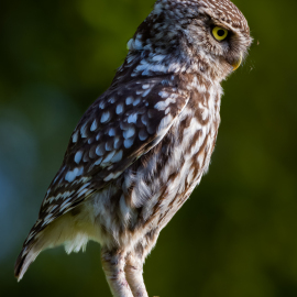 20230526-191742-Canon-EOS-R5-_-1000-mm-_-1-200-Sek.-bei-f-14-_-ISO-800