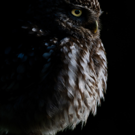 20230526-191802-Canon-EOS-R5-_-1000-mm-_-1-200-Sek.-bei-f-14-_-ISO-250