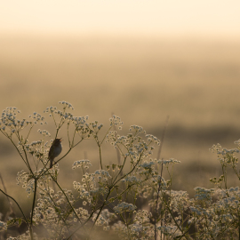 20230528-062000-Canon-EOS-R5-_-500-mm-_-1-320-Sek.-bei-f-71-_-ISO-100
