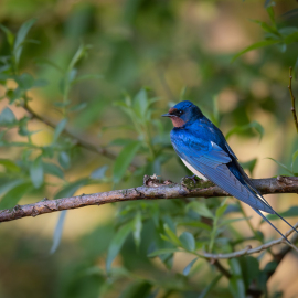 20230528-063312-Canon-EOS-R5-_-500-mm-_-1-1000-Sek.-bei-f-71-_-ISO-5000