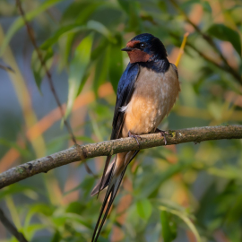 20230528-063730-Canon-EOS-R5-_-500-mm-_-1-1000-Sek.-bei-f-71-_-ISO-3200