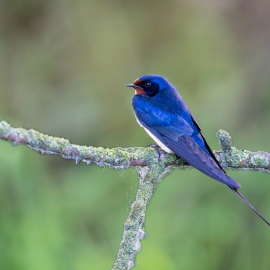 20230528-073536-Canon-EOS-R5-_-500-mm-_-1-320-Sek.-bei-f-71-_-ISO-10000