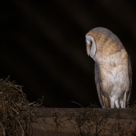 20230528-220608-Canon-EOS-R5-_-200-mm-_-1-10-Sek.-bei-f-28-_-ISO-2000