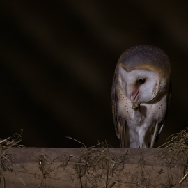 20230528-220704-Canon-EOS-R5-_-200-mm-_-1-10-Sek.-bei-f-28-_-ISO-2500