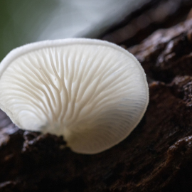 20230903-091304-Canon-EOS-R5-_-100-mm-_-1-50-Sek.-bei-f-80-_-ISO-3200