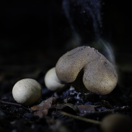 20230903-122026-Canon-EOS-R5-_-100-mm-_-1-200-Sek.-bei-f-35-_-ISO-800