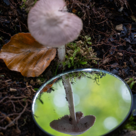 20231023-135244-Canon-EOS-R5-_-100-mm-_-1-50-Sek.-bei-f-80-_-ISO-1000