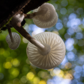 20231025-102833-Canon-EOS-R5-_-100-mm-_-1.6-Sek.-bei-f-16-_-ISO-100