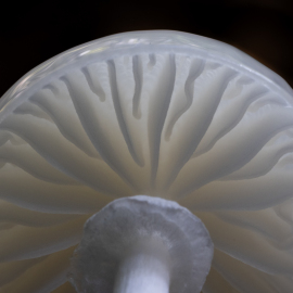 20231025-104658-Canon-EOS-R5-_-100-mm-_-1-4-Sek.-bei-f-16-_-ISO-1250