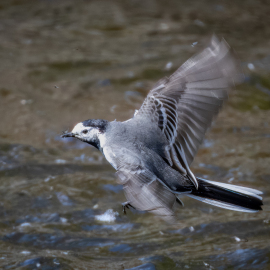 20250506-161102-Canon-EOS-R5-_-800-mm-_-1-1250-Sek.-bei-f-90-_-ISO-1000