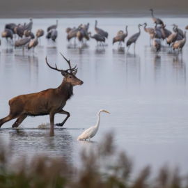 20250919-192323-Canon-EOS-R5-_-800-mm-_-1-400-Sek.-bei-f-90-_-ISO-12800