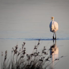 20250924-071653-Canon-EOS-R5-_-800-mm-_-1-640-Sek.-bei-f-90-_-ISO-1000