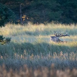 20250924-072428-Canon-EOS-R5-_-800-mm-_-1-640-Sek.-bei-f-90-_-ISO-5000