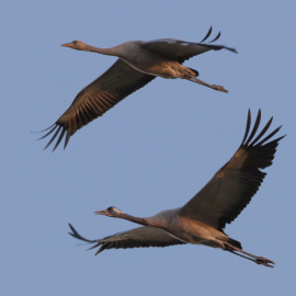 20250924-190348-Canon-EOS-R5-_-600-mm-_-1-400-Sek.-bei-f-11-_-ISO-5000