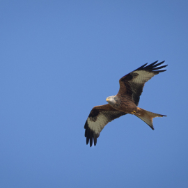 20260415-104746-Canon-EOS-R5-_-800-mm-_-1-640-Sek.-bei-f-90-_-ISO-250