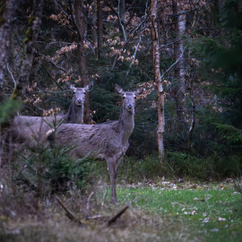 20260416-064807-Canon-EOS-R5-_-800-mm-_-1-200-Sek.-bei-f-90-_-ISO-12800