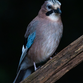 20260902-075030-Canon-EOS-R5-_-800-mm-_-1-160-Sek.-bei-f-90-_-ISO-12800