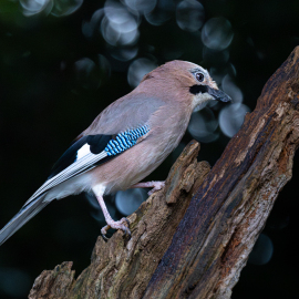 20260902-075135-Canon-EOS-R5-_-481-mm-_-1-160-Sek.-bei-f-90-_-ISO-12800