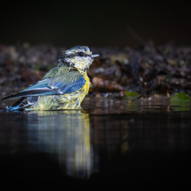 20260902-084500-Canon-EOS-R5-_-800-mm-_-1-400-Sek.-bei-f-90-_-ISO-6400