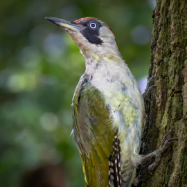 20260902-090827-Canon-EOS-R5-_-800-mm-_-1-200-Sek.-bei-f-90-_-ISO-6400