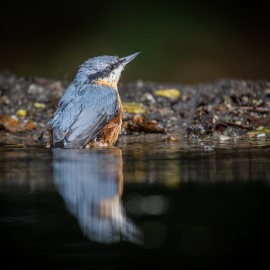 20260902-094141-Canon-EOS-R5-_-800-mm-_-1-400-Sek.-bei-f-90-_-ISO-6400